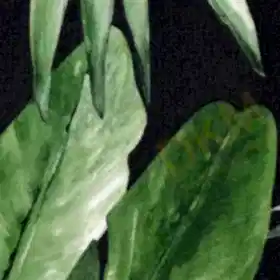 Alternative view of AdaWall Indigo 4714-5 Duvar Kağıdı Geniş Yaprak Desenli