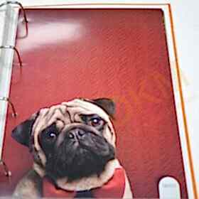 Scandatex Drops S6503 Boyanabilir Cam Tekstili 30m² Seri Sonu